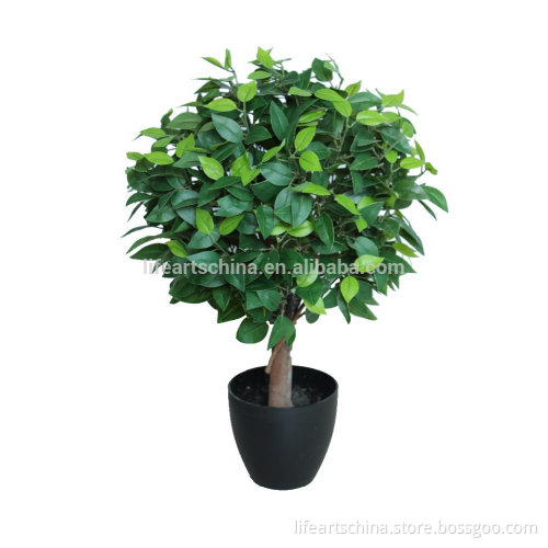 high quality ficus ball tree 65cm ficus topiary tree mini ficus leaves